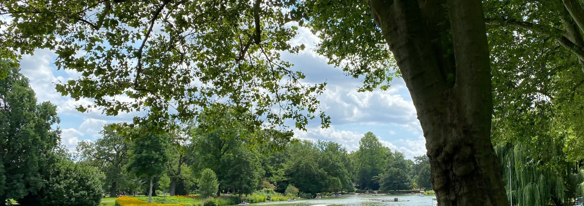 green tree near lake during daytime